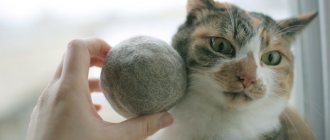 У кошки выпадает шерсть: определяем причины и способы лечения