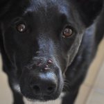 У собаки на морде прыщ: фото, причины и как избавиться