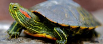 Уход, содержание, размножение красноухих черепах в домашних условиях