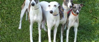Whippet: Small English Greyhound
