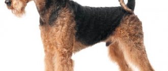 Welsh Terrier-dog-Description-features-care-and-price-of-Welsh Terrier-8