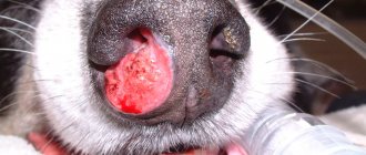 Venereal sarcoma in a dog