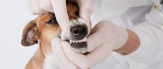 Veterinarian examines dog&#39;s bite