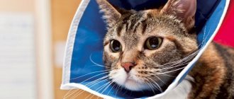 Воротник для кошки своими руками: как сделать и надеть, сколько носить после операции?