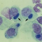 Pathogens of mycoplasmosis