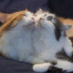 Вязка кошек и котов: что нужно знать
