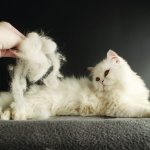 Выпадение шерсти у кошек