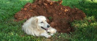 Вырытая псом яма