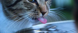 the cat is thirsty